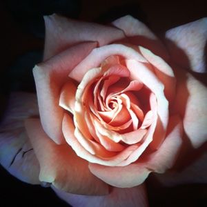 Meet your Posher, Cambelle